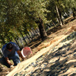 Il territorio - raccolta delle olive